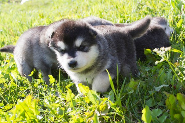 Катание на хаски в Пензе. Ultra Подарки. Катание на хаски в Пензе. Попробуйте Катание на хаски. Сервис: UltraPodarki.ru 8 800 505 95 30. Катание на хаски Пенза, Катание на хаски в Пензе, хаски, животные в Пензе, 