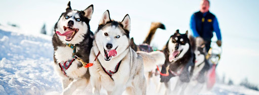 Катание на хаски в Пензе. Ultra Подарки. Катание на хаски в Пензе. Попробуйте Катание на хаски. Сервис: UltraPodarki.ru 8 800 505 95 30. Катание на хаски Пенза, Катание на хаски в Пензе, хаски, животные в Пензе, 