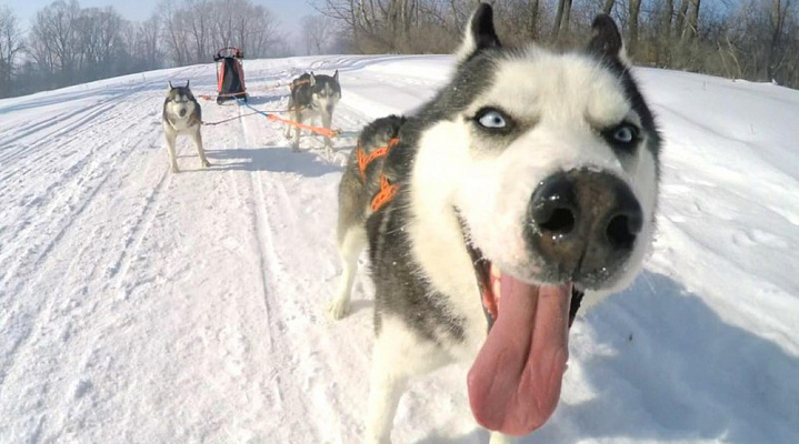 Катание на хаски в Пензе. Ultra Подарки. Катание на хаски в Пензе. Попробуйте Катание на хаски. Сервис: UltraPodarki.ru 8 800 505 95 30. Катание на хаски Пенза, Катание на хаски в Пензе, хаски, животные в Пензе, 