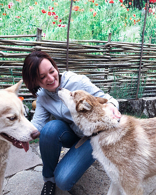 Катание на хаски в Пензе. Ultra Подарки. Катание на хаски в Пензе. Попробуйте Катание на хаски. Сервис: UltraPodarki.ru 8 800 505 95 30. Катание на хаски Пенза, Катание на хаски в Пензе, хаски, животные в Пензе, 