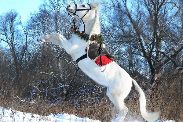 Конная прогулка для двоих в Пензе. Подарочные сертификаты Ultra Подарки. Купить оригинальный подарок или подарочный сертификат на Конная прогулка для двоих в Пензе. Сервис UltraPodarki.ru 8-800-505-9530. Катание на лошадях, Прогулка на лошади, Прогулка на лошадях для двоих, Конная прогулка для двоих, конный клуб, Конный клуб Гиппа, конная прогулка, конная прогулка в Пензе