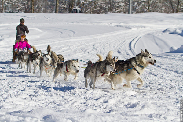 Катание на хаски в Пензе. Ultra Подарки. Катание на хаски в Пензе. Попробуйте Катание на хаски. Сервис: UltraPodarki.ru 8 800 505 95 30. Катание на хаски Пенза, Катание на хаски в Пензе, хаски, животные в Пензе, 