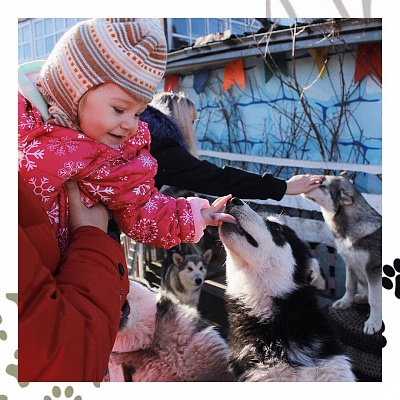 Катание на хаски в Пензе. Ultra Подарки. Катание на хаски в Пензе. Попробуйте Катание на хаски. Сервис: UltraPodarki.ru 8 800 505 95 30. Катание на хаски Пенза, Катание на хаски в Пензе, хаски, животные в Пензе, 