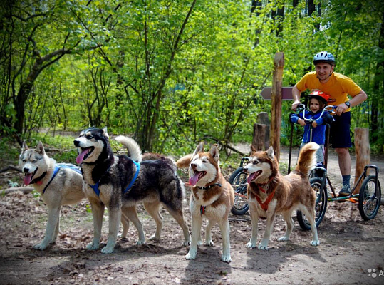 Катание на хаски в Пензе. Ultra Подарки. Катание на хаски в Пензе. Попробуйте Катание на хаски. Сервис: UltraPodarki.ru 8 800 505 95 30. Катание на хаски Пенза, Катание на хаски в Пензе, хаски, животные в Пензе, 