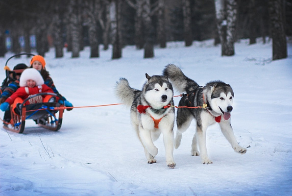Катание на хаски в Пензе. Ultra Подарки. Катание на хаски в Пензе. Попробуйте Катание на хаски. Сервис: UltraPodarki.ru 8 800 505 95 30. Катание на хаски Пенза, Катание на хаски в Пензе, хаски, животные в Пензе, 